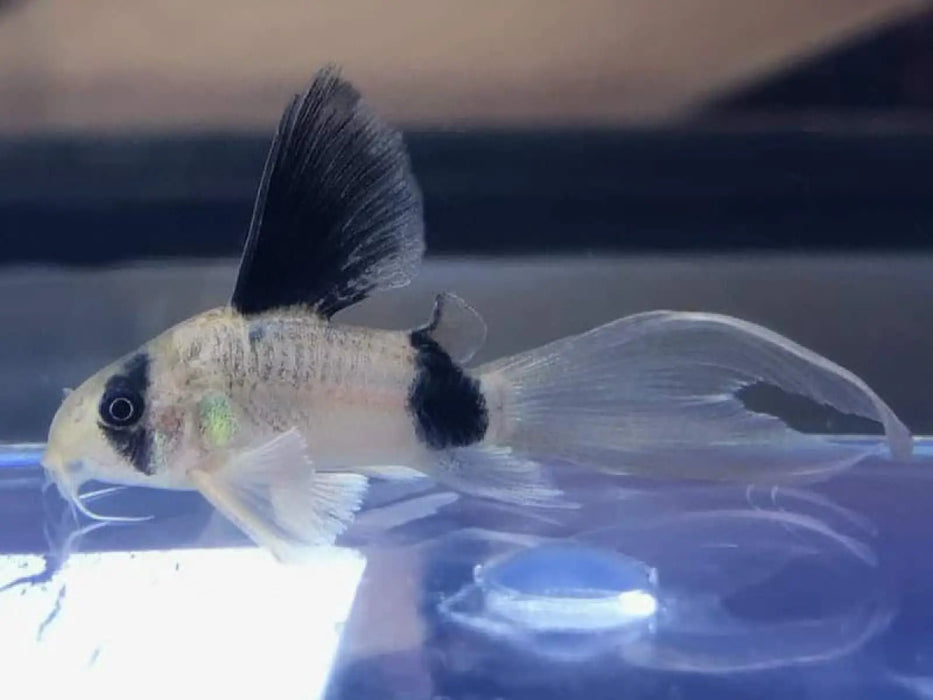 Panda cory - longfin - animals & pet supplies