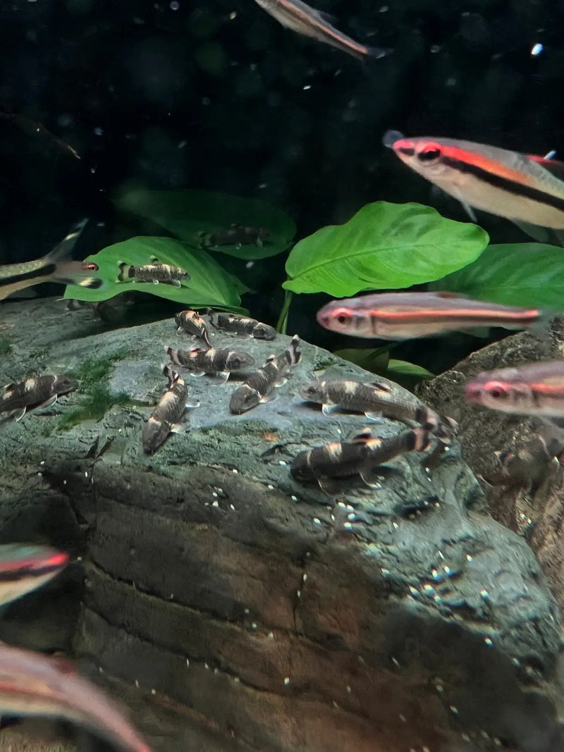 Panda Garra - Topick Aquarium Canada