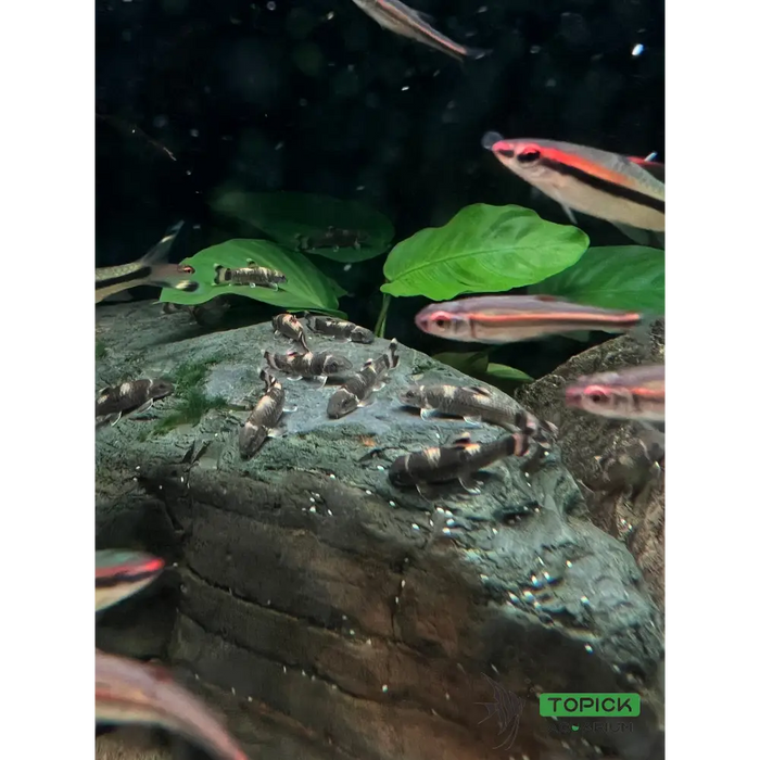 Panda garra