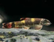 Panda Garra - Topick Aquarium Canada