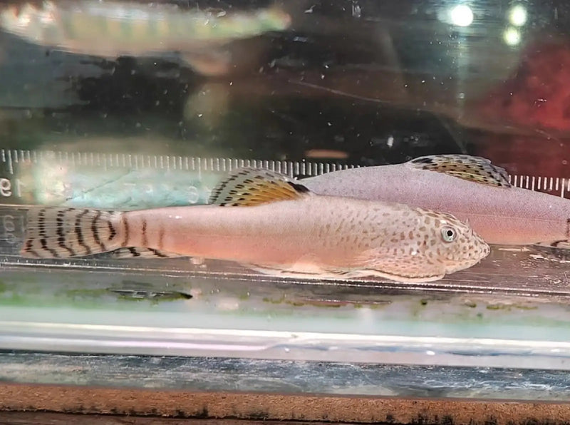 Patternless pengi hillstream loach