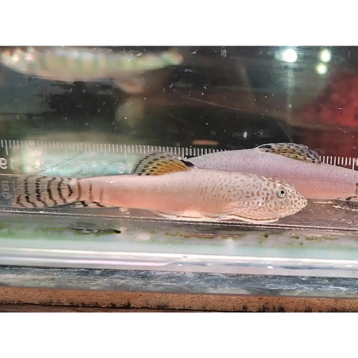 Patternless pengi hillstream loach