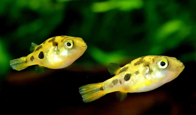 Pea Puffer - Topick Aquarium Canada