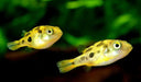 Pea puffer