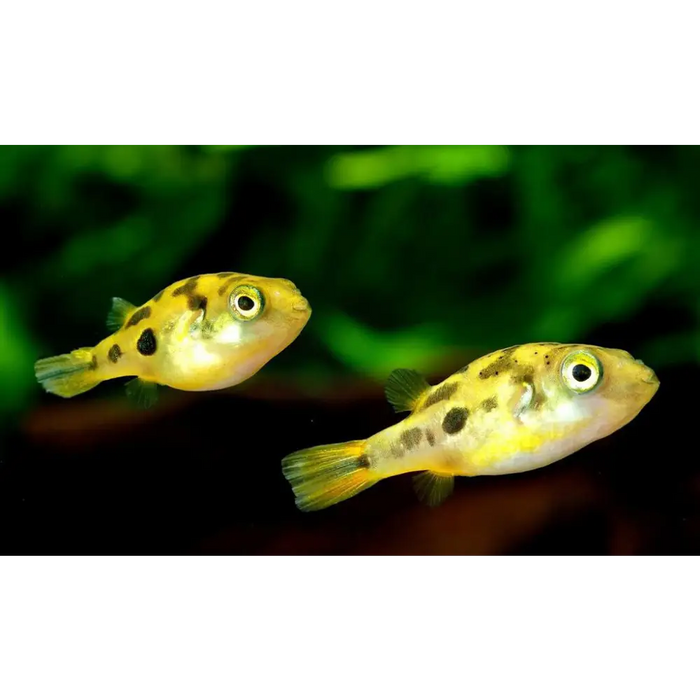 Pea puffer