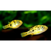 Pea puffer