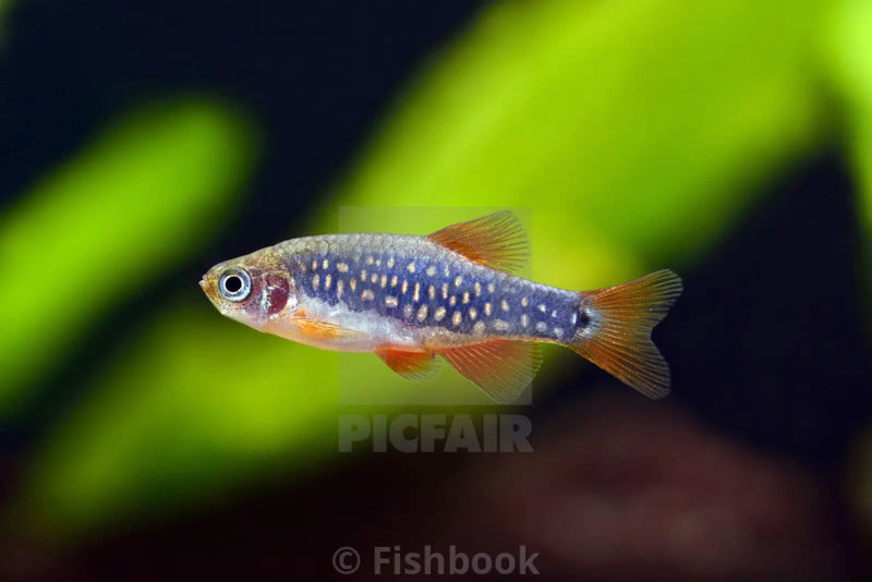 Pearl Emerald Dwarf Danio Hybrid - Topick Aquarium Canada