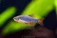 Pearl emerald dwarf danio - livestock