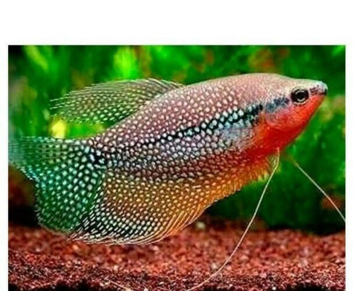 Pearl Gourami - Topick Aquarium