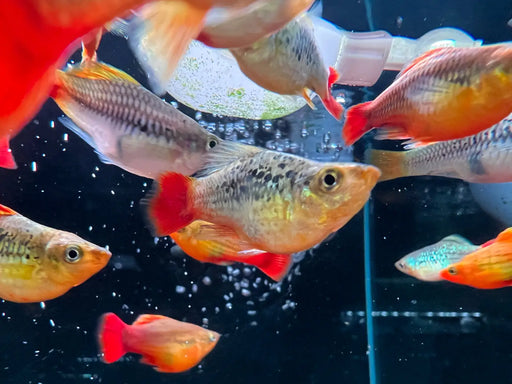 Peony ballon platy - 1 fish - livestock