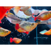 Peony ballon platy - 1 fish - livestock