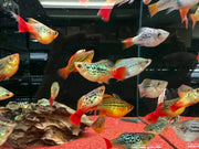 Peony Balloon Platy - Topick Aquarium Canada