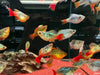 Peony ballon platy - 1 fish - livestock