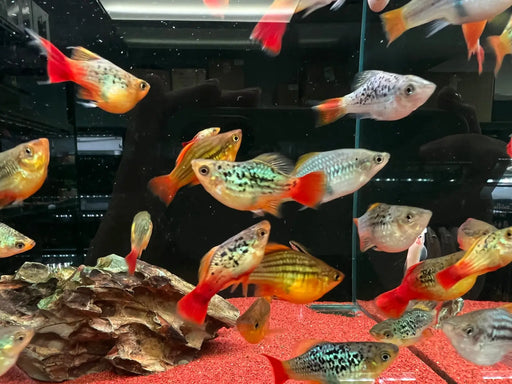 Peony ballon platy - 1 fish - livestock
