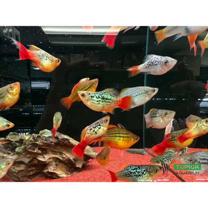 Peony ballon platy - 1 fish - livestock