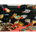 Peony ballon platy - 1 fish - livestock