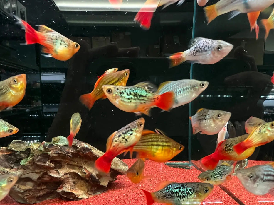 Peony ballon platy - 1 fish - livestock