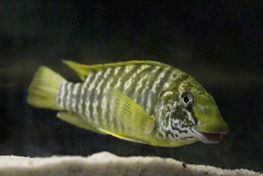 Petrochromis macrognathus kasanga - juvenile (unsexed ~5cm)
