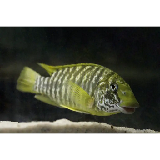Petrochromis macrognathus kasanga - juvenile (unsexed ~5cm)