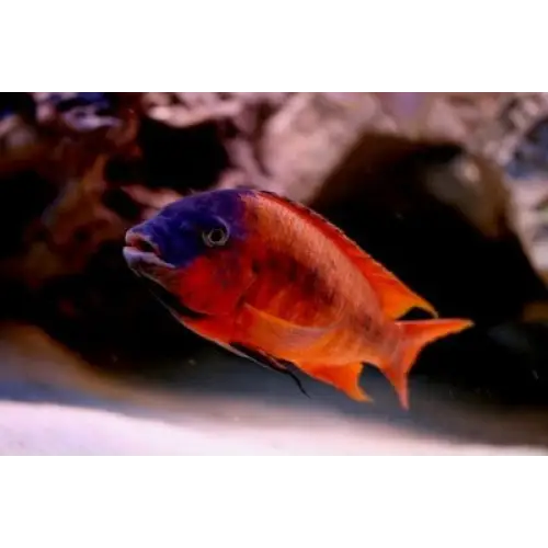 Petrochromis sp. Red bulu point - juvenile (male ~8cm)