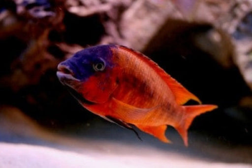 Petrochromis sp. Red bulu point - juvenile (male ~10cm)