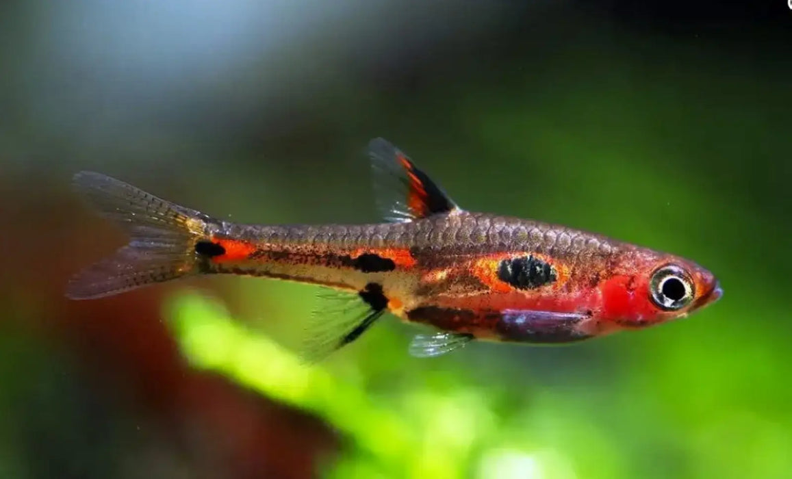 Phoenix rasbora - livestock
