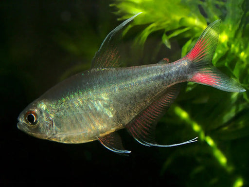 Phoenix tetra - livestock