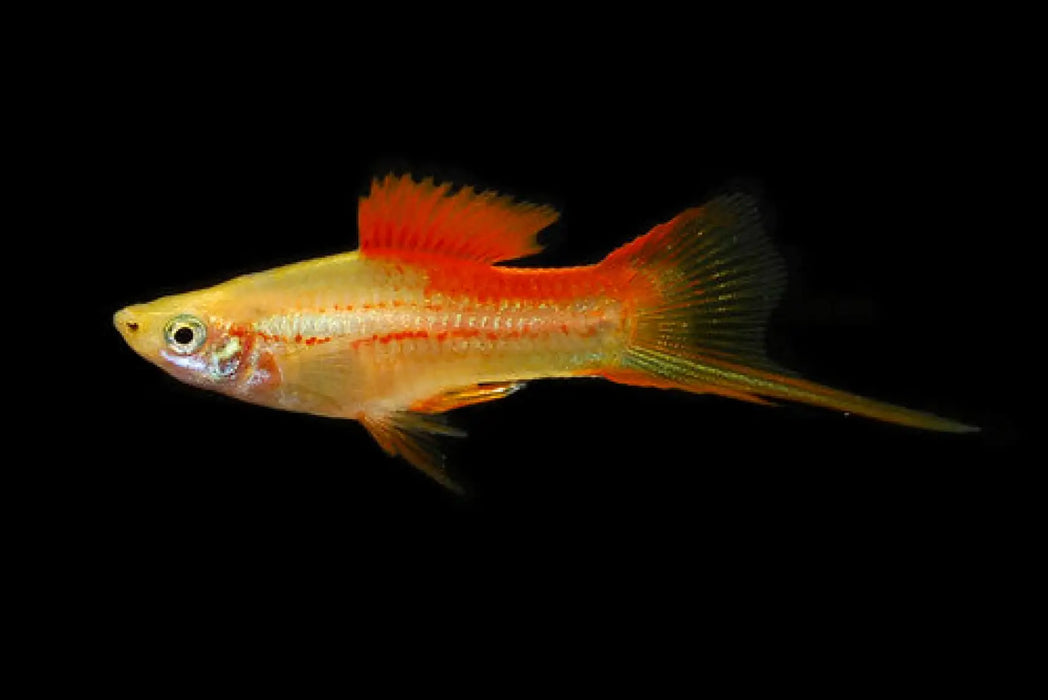 Pineapple swordtail - livestock