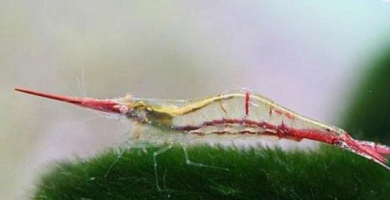 Pinokio shrimp - livestock