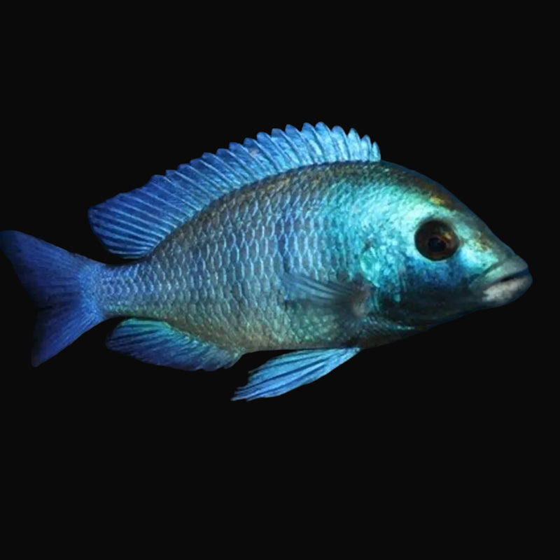 Gissel Phenochilus Hap (Placidochromis phenochilus "Gissel")