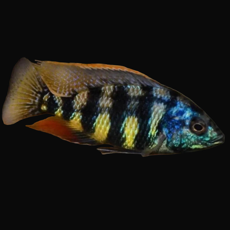 Johnstoni Solo Hap (Placidochromis johnstoni "Solo")
