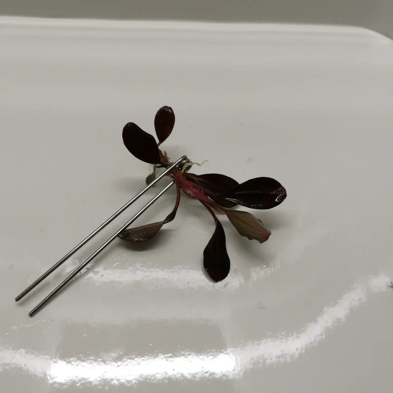 Planting fork