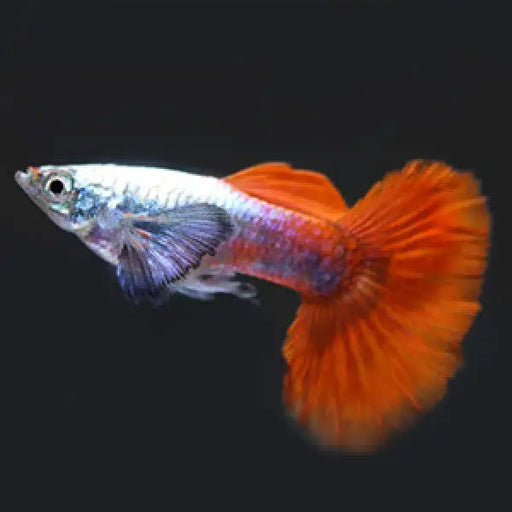 Platinum red guppy - livestock