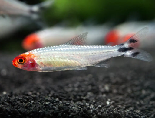 Platinum rummy nose tetra - livestock