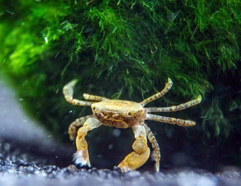 Pom crab (ptychognathus barbatus) - 1 - livestock