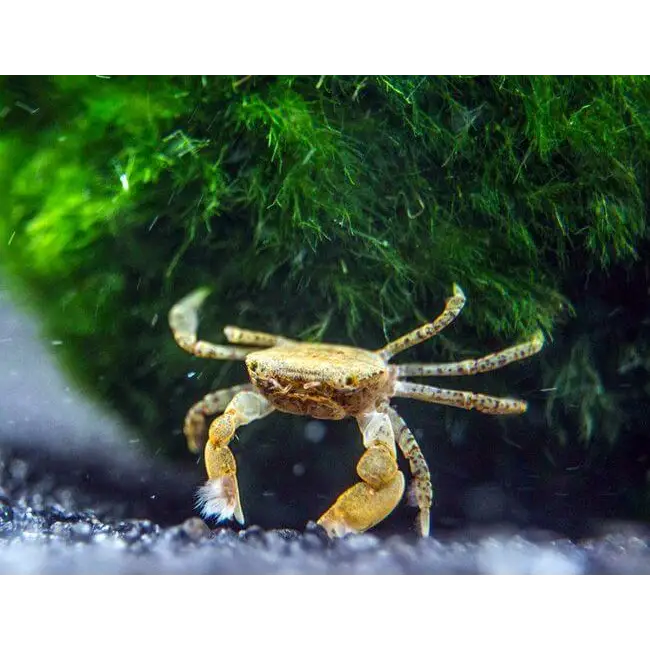 Pom pom crab (ptychognathus barbatus) - livestock