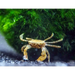 Pom pom crab (ptychognathus barbatus) - livestock