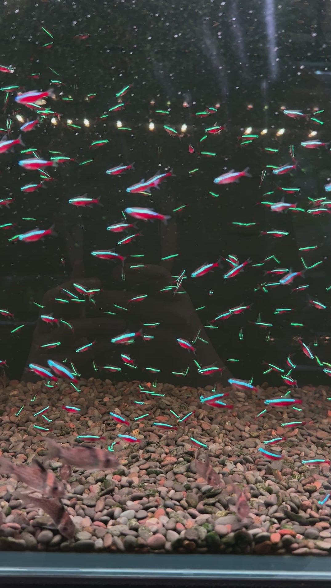 Tropical Fish — Topick Aquarium