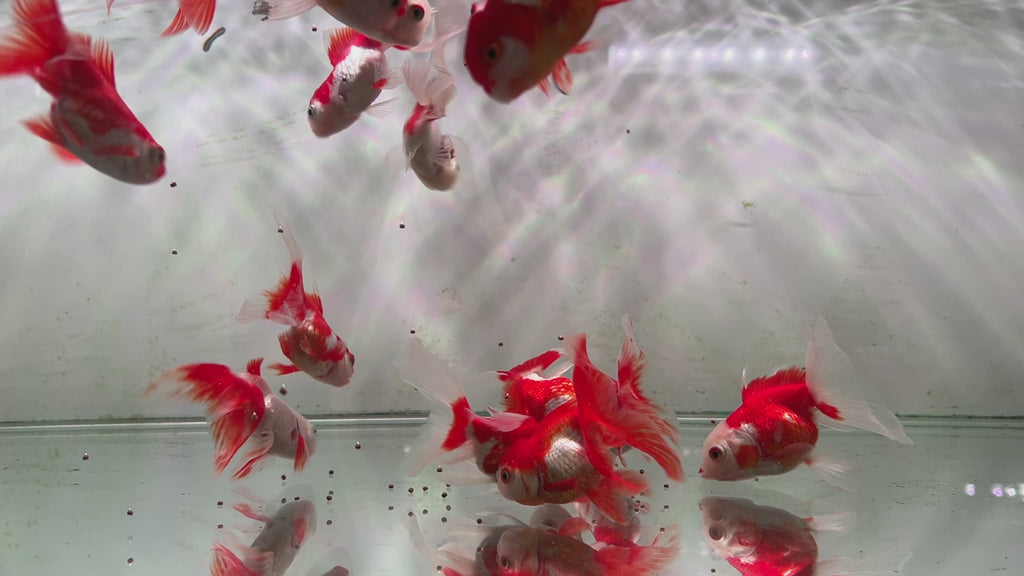 Oranda — Topick Aquarium