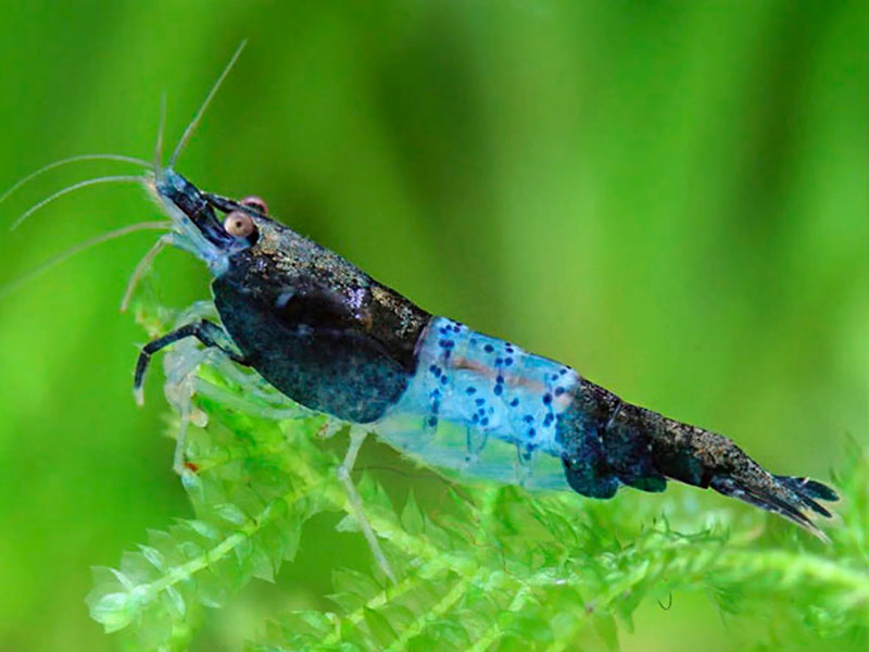 Blue Rili Shrimp