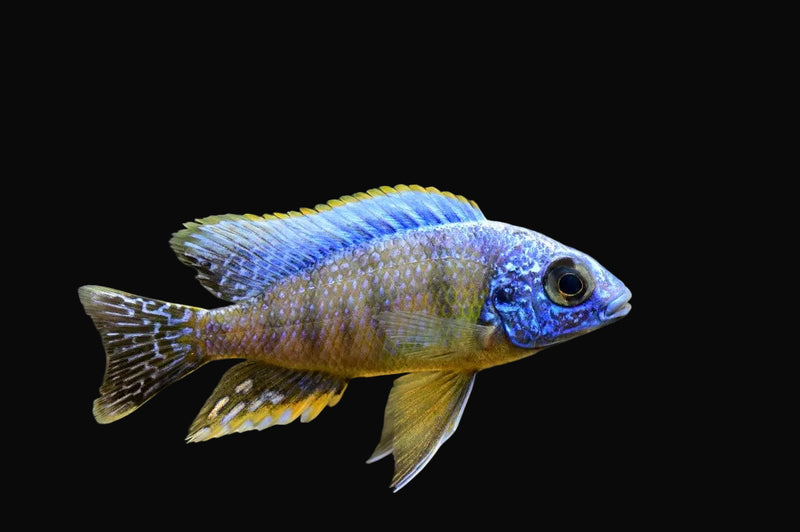 Eastern Steveni Hap (Protomelas steveni "Eastern")