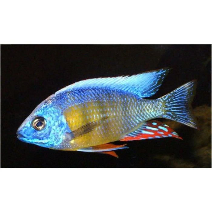 Protomelas steveni ’taiwan reef’ - show male (~10cm)