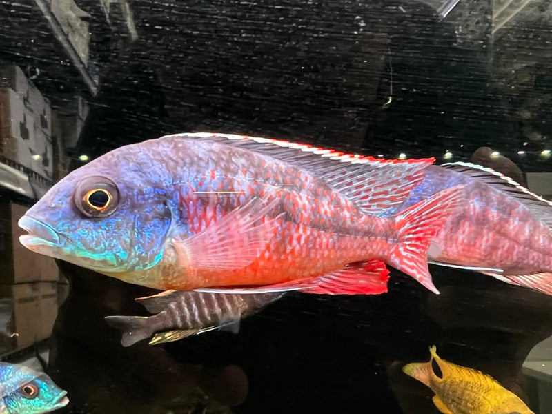 Boadzulu Red Empress Cichlid - Topick Aquarium