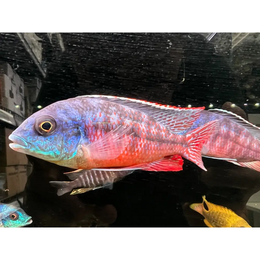 Protomelas taeniolatus boadzulu - show male (~10cm)