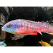 Protomelas taeniolatus boadzulu - show male (~10cm)