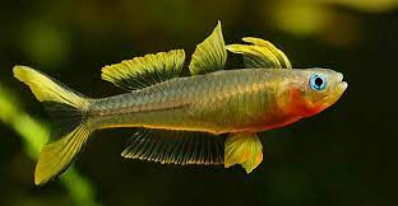 Forktail Blue-Eye Rainbowfish - Topick Aquarium