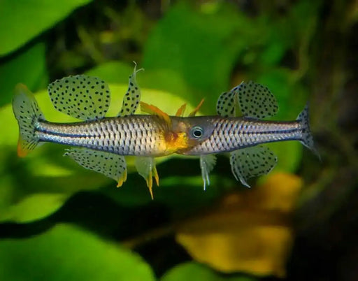 Pseudomugil gertrudae aru - livestock