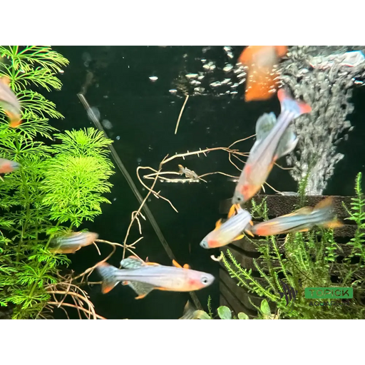 Pseudomugil gertrudae aru - single - orange fin - livestock