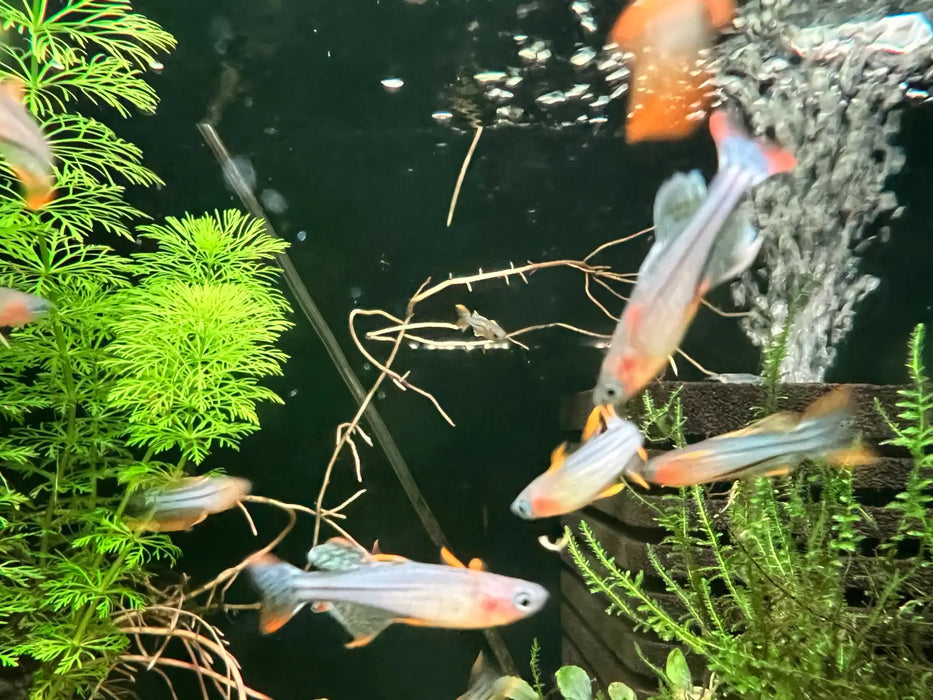 Pseudomugil gertrudae aru - single - orange fin - livestock