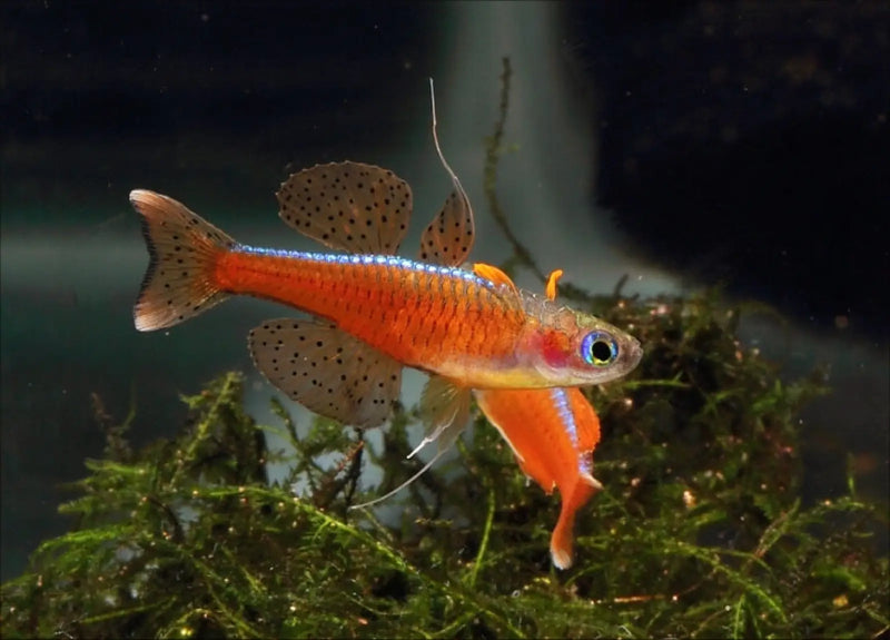Red Neon Blue-Eye Rainbowfish - Topick Aquarium